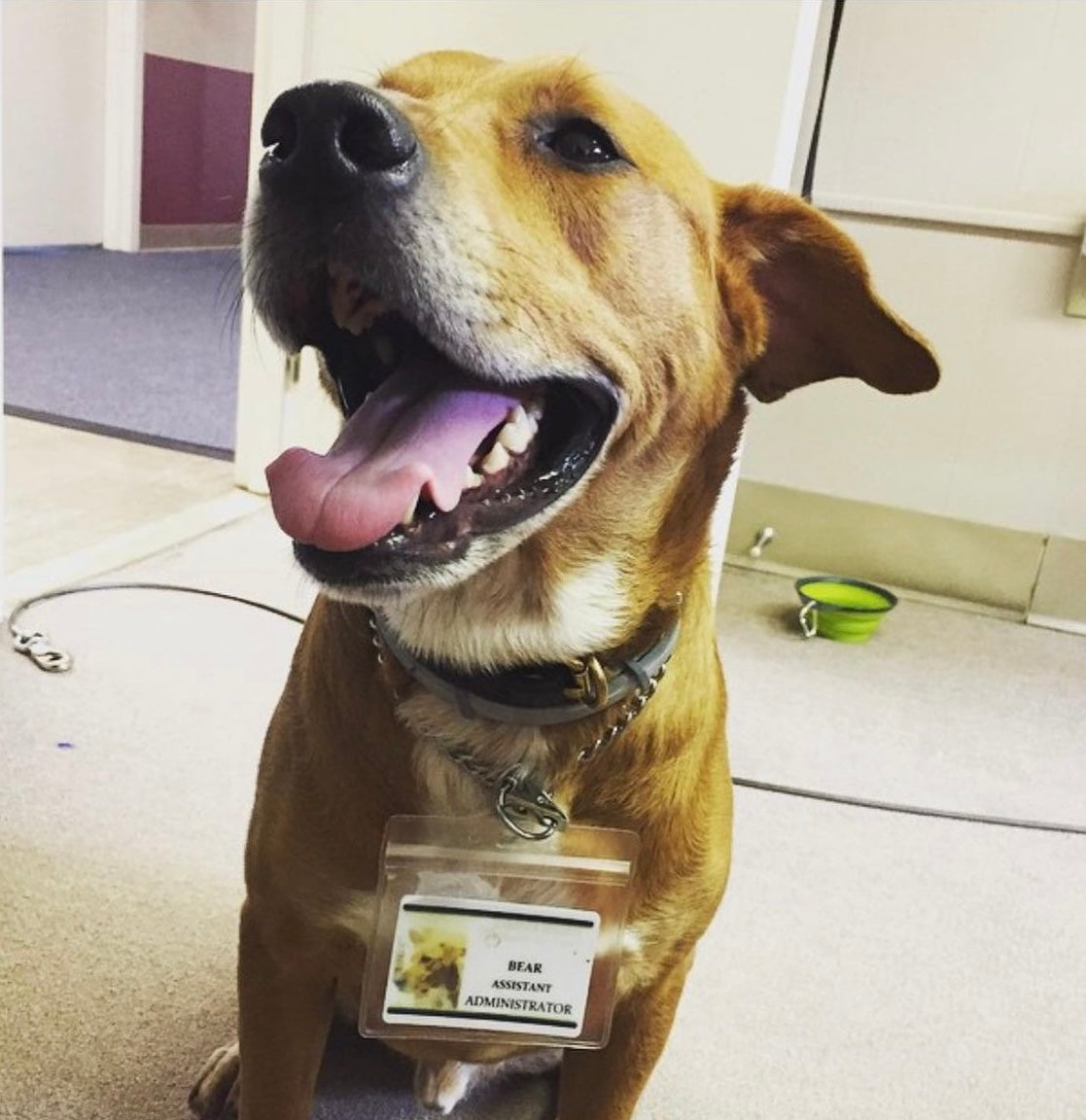 Canines, Tokens, and Coins